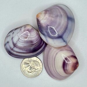 🌊💜 3 Polished Purple Clam Shells sized approx 1.5” to 2” wide 💜🌊